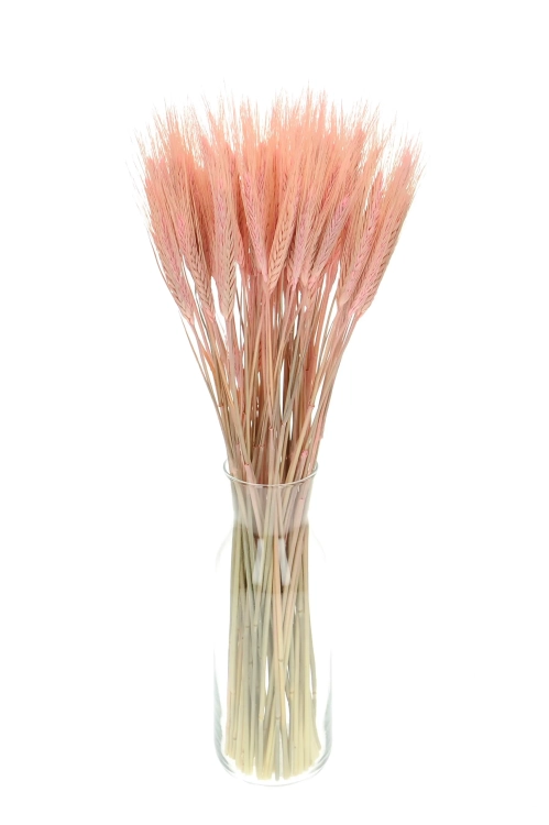 Dried pink triticale - dried grain ~60 pcs.