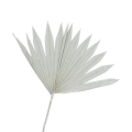 Getrocknete Palmblätter grau - Palm Sun
