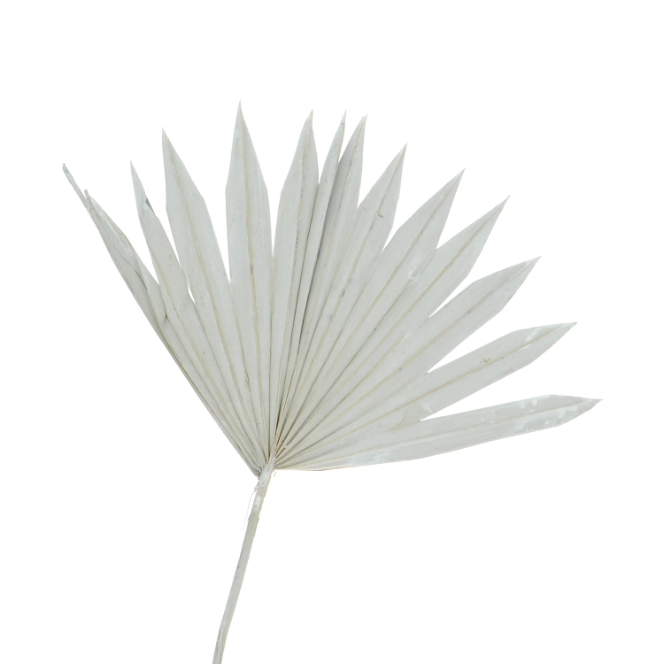 Getrocknete Palmblätter grau - Palm Sun