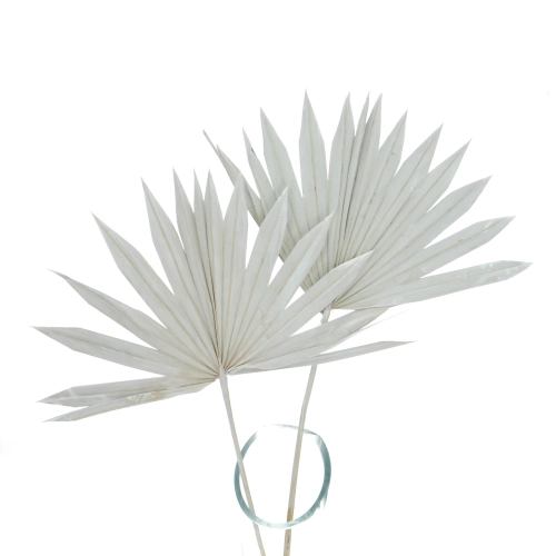 Dried grey palm leaf - Palm Sun
