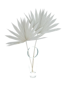 Dried grey palm leaf - Palm Sun