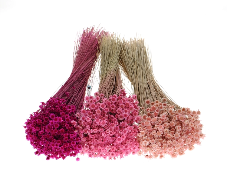 Dried dark pink Glixia - bunch ~350 stems