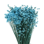 Glixia, blau - Strauß ~350 Stk. - Trockenblumen