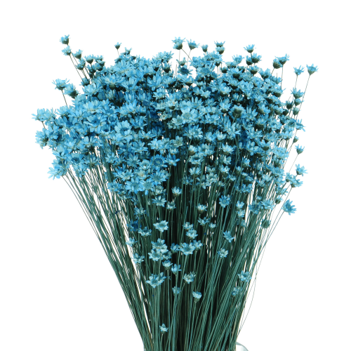 Getrocknete Glixia blau - Strauß ~350 Stk. - getrocknete Blumen