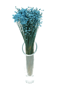 Dried blue Glixia - bunch - dried flowers