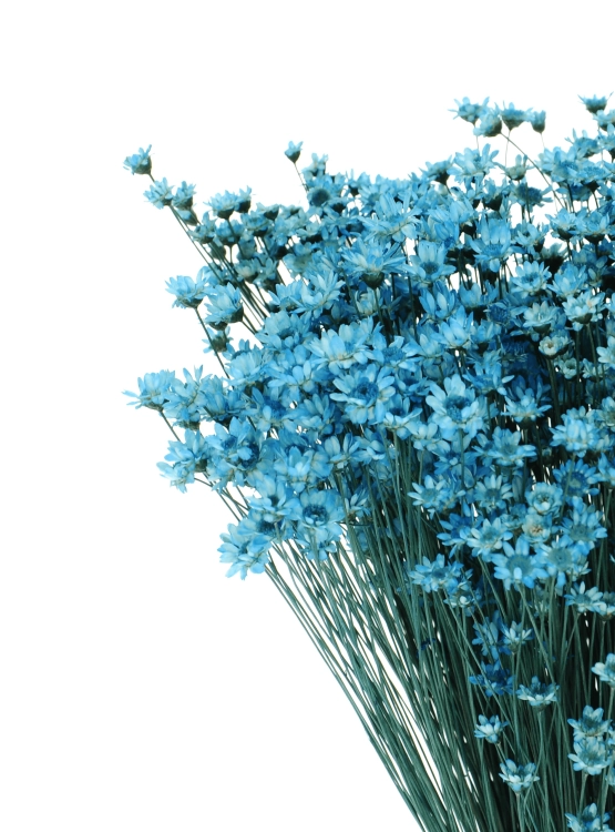 Getrocknete Glixia blau - Strauß ~350 Stk. - getrocknete Blumen