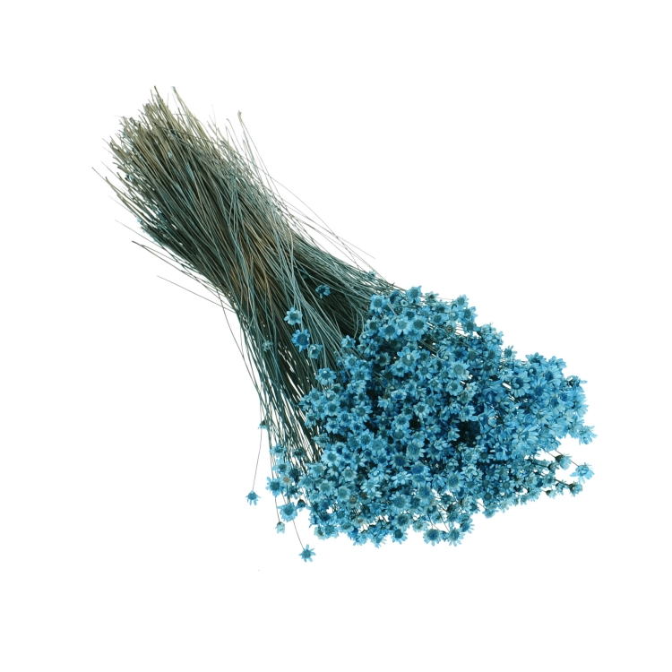 Getrocknete Glixia blau - Strauß ~350 Stk. - getrocknete Blumen