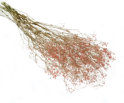 Getrocknete rosa Schleierkraut OUTLET