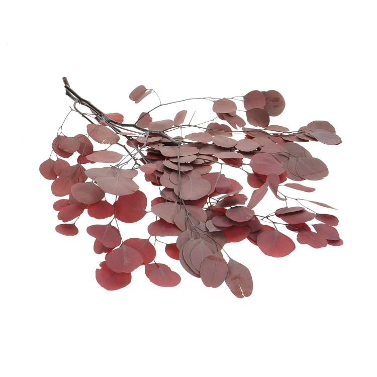 Eukalyptus Populus, stabilisiert, rot - Strauß