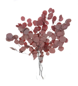 Eukalyptus Populus, stabilisiert, rot - Strauß