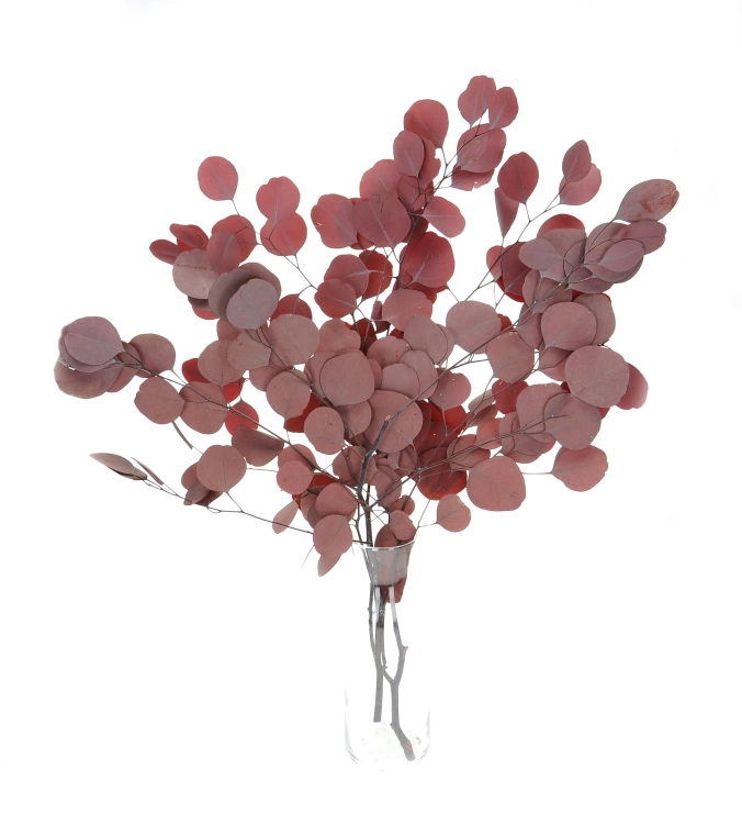 Eukalyptus Populus, stabilisiert, rot - Strauß