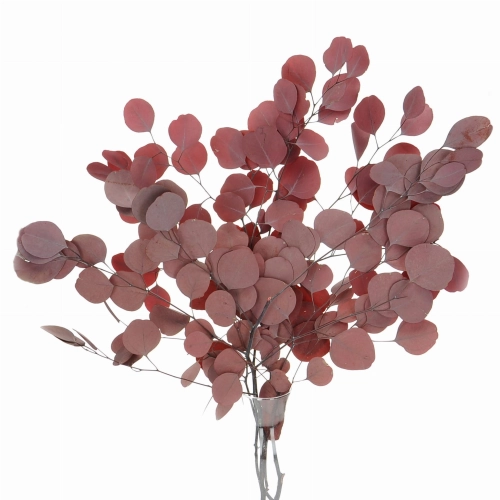 Preserved red Eucalyptus Populus - bunch 