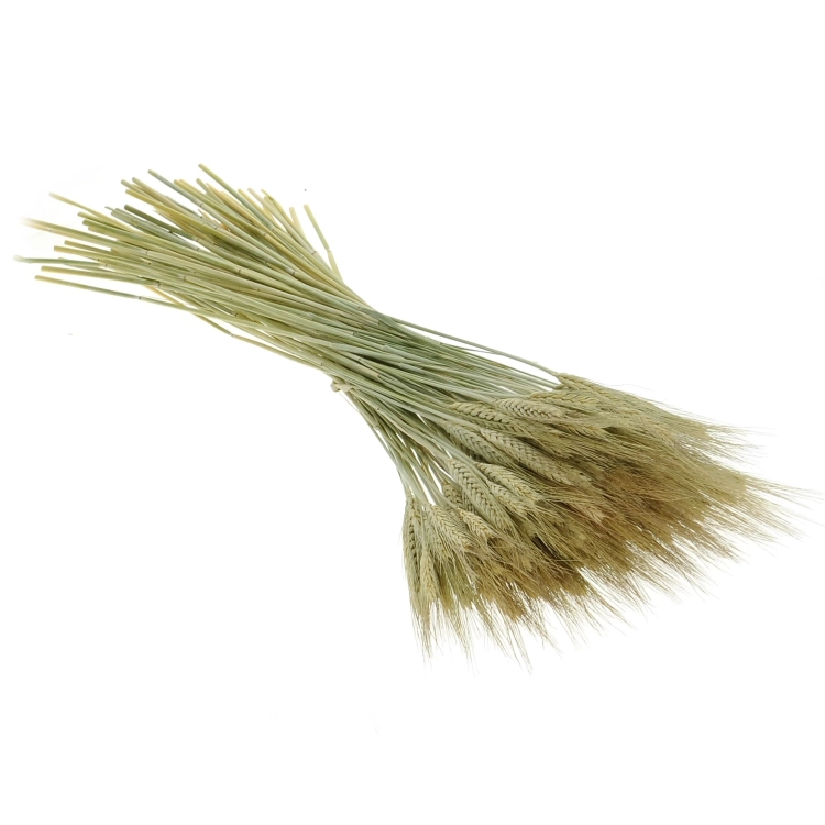 Dried natural triticale - dried grain ~60 pcs.