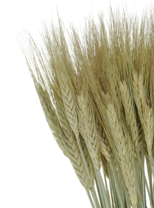 Triticale, natürlich -  Strauß, ~60 Stk. - Trockengetreide