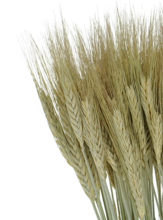 Dried natural triticale - dried grain ~60 pcs.