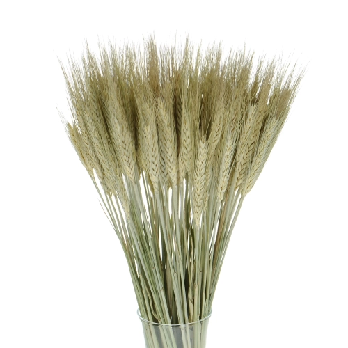 Dried natural triticale - dried grain ~60 pcs.