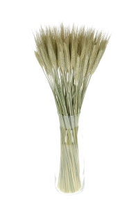 Dried natural triticale - dried grain ~60 pcs.