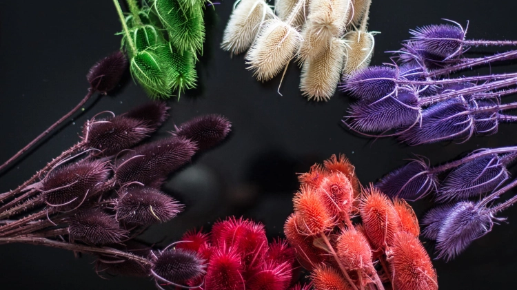 Dried red thistle - dipsacus ~10 pcs.