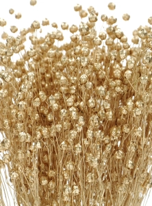 Dried golden Linum (Flax) - bunch - dried flowers