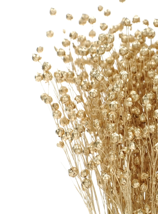 Dried golden Linum (Flax) - bunch - dried flowers