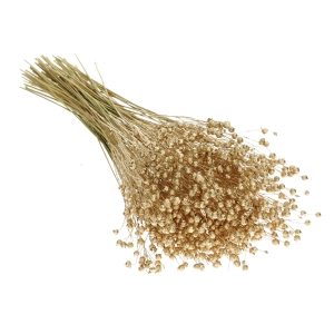 Dried golden Linum (Flax) - bunch - dried flowers
