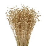 Dried golden Linum (Flax) - bunch - dried flowers