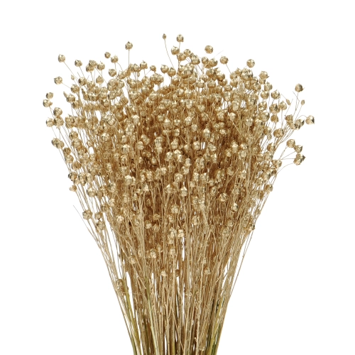 Dried golden Linum (Flax) - bunch - dried flowers