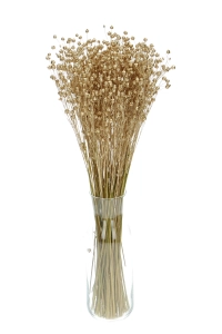 DDried golden Linum (Flax) - bunch - dried flowers