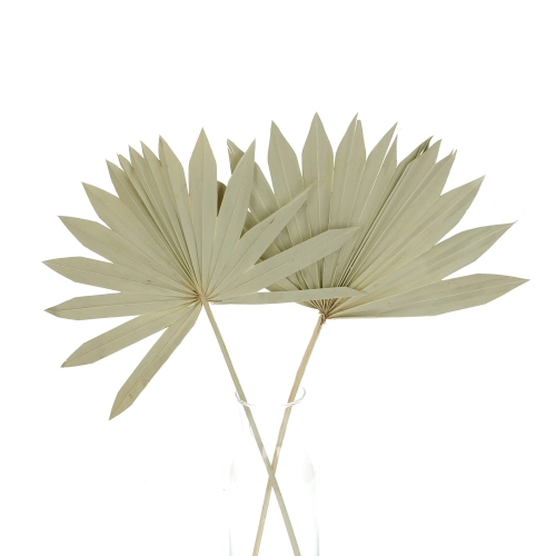 Dried natural palm leaf - Palm Sun