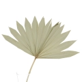 Getrocknetes natürliches Palmblatt - Palm Sun