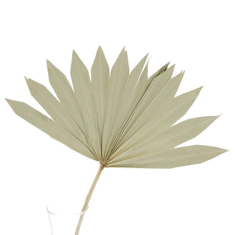 Dried natural palm leaf - Palm Sun