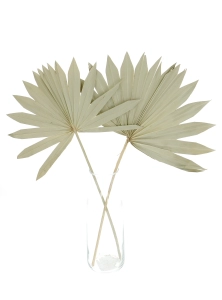 Dried natural palm leaf - Palm Sun