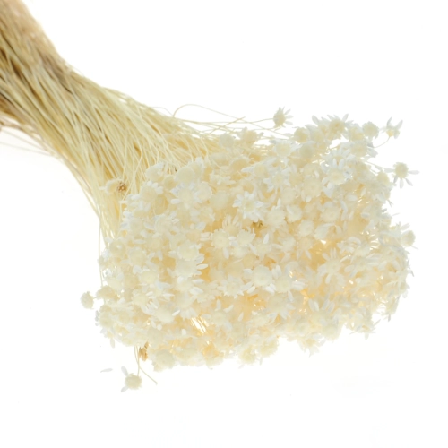 Getrocknete Glixia weiß OUTLET