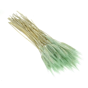 Dried mint green triticale - dried grain ~60 pcs.