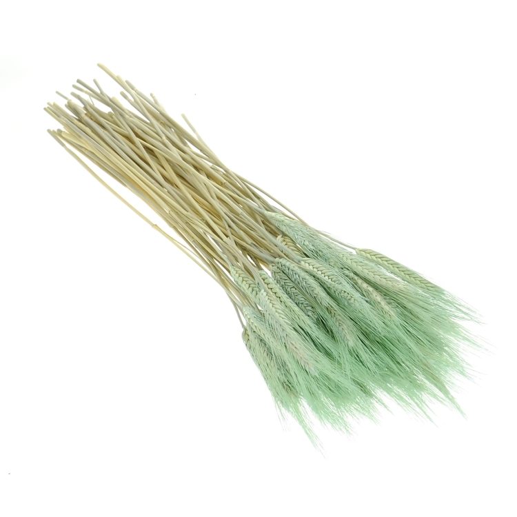 Triticale, mintgrün -  Strauß, ~60 Stk. - Trockengetreide