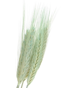 Triticale, mintgrün -  Strauß, ~60 Stk. - Trockengetreide