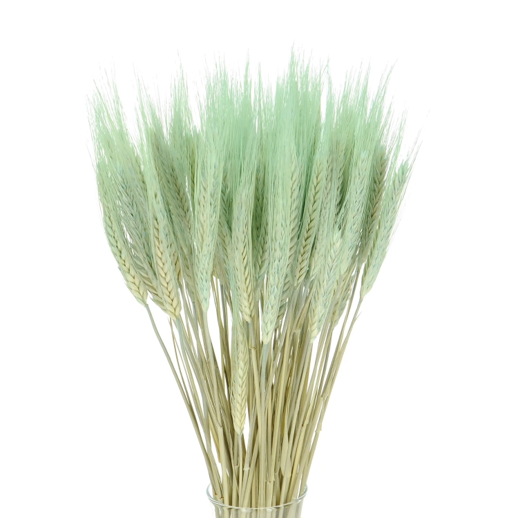 Dried mint green triticale - dried grain ~60 pcs.