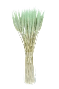Dried mint green triticale - dried grain ~60 pcs.