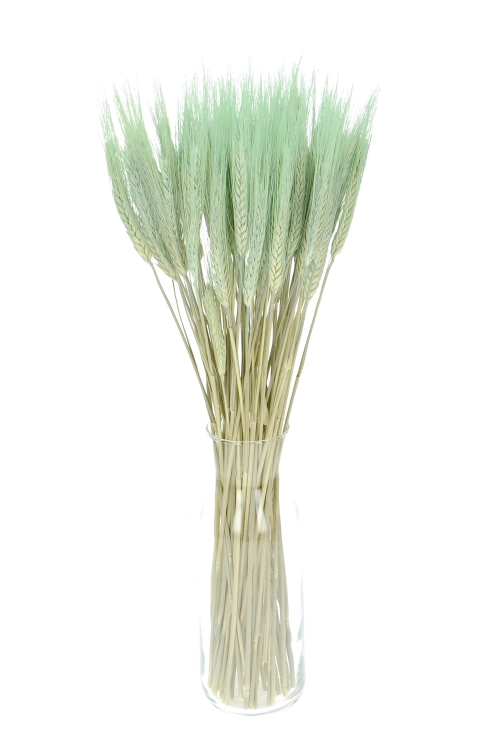 Dried mint green triticale - dried grain ~60 pcs.
