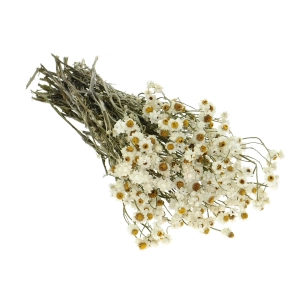 Suszony złociszek (wiekuistka, Ammobium) - bukiet - suszone kwiaty