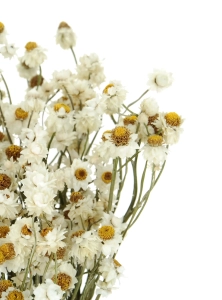 Suszony złociszek (wiekuistka, Ammobium) - bukiet - suszone kwiaty