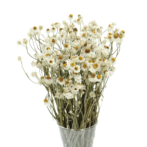 Suszony złociszek (wiekuistka, Ammobium) - bukiet - suszone kwiaty