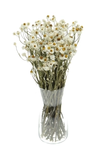 Suszony złociszek (wiekuistka, Ammobium) - bukiet - suszone kwiaty