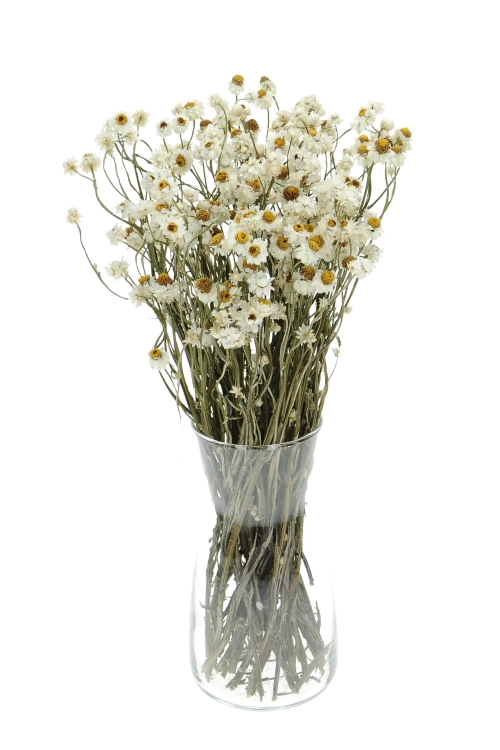 Suszony złociszek (wiekuistka, Ammobium) - bukiet - suszone kwiaty