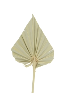 Dried natural palm leaf - Palm Spear