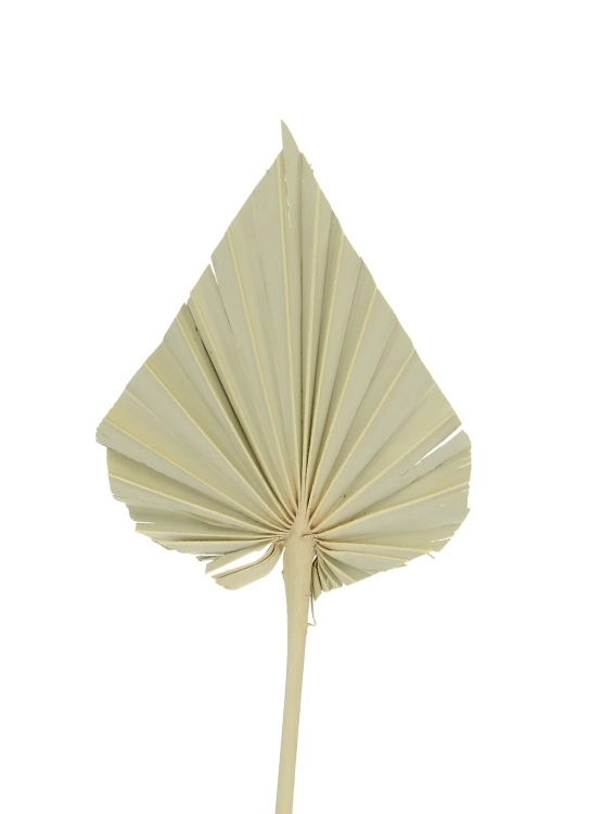 Dried natural palm leaf - Palm Spear