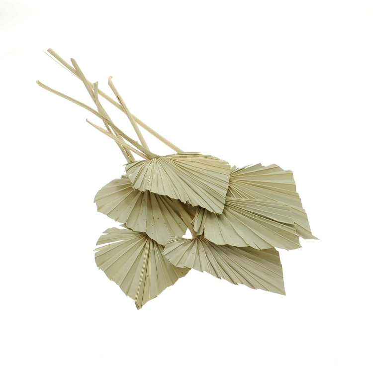 Dried natural palm leaf - Palm Spear