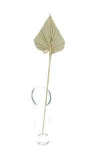Dried natural palm leaf - Palm Spear