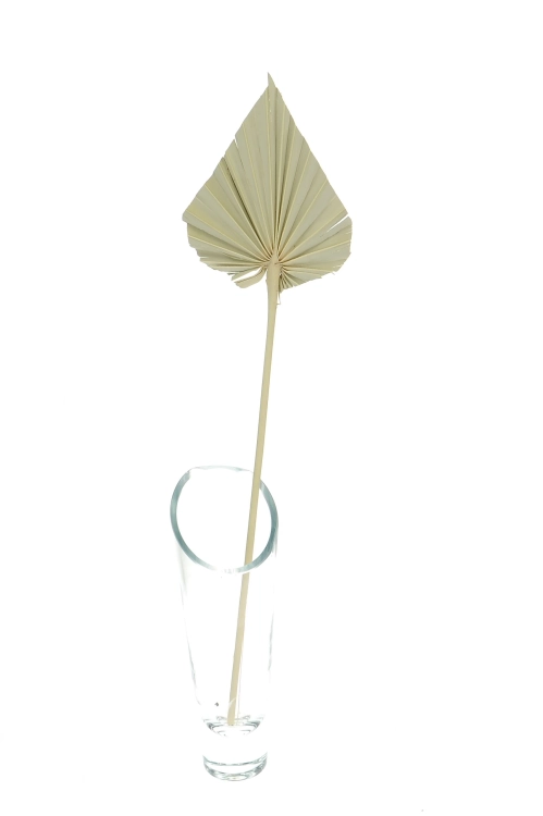 Dried natural palm leaf - Palm Spear