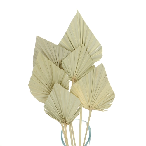 Suszony liść palmowy naturalny - strzałka